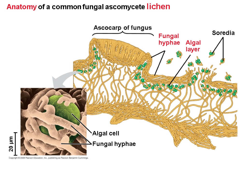 Anatomy of a common fungal ascomycete lichen Algal cell Ascocarp of fungus Soredia Fungal